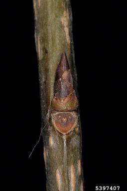 European bird cherry, Prunus padus  (Rosales: Rosaceae) - 5397407