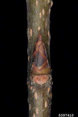 European bird cherry, Prunus padus  (Rosales: Rosaceae) - 5397410