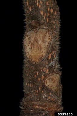 shagbark hickory, Carya ovata  (Juglandales: Juglandaceae) - 5397450