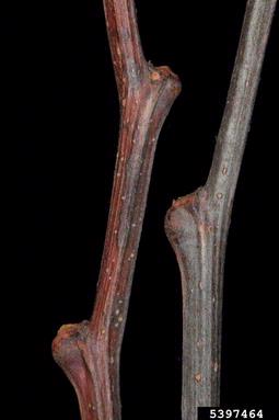 bristly locust, Robinia hispida  (Fabales: Fabaceae (Leguminosae)) - 5397464