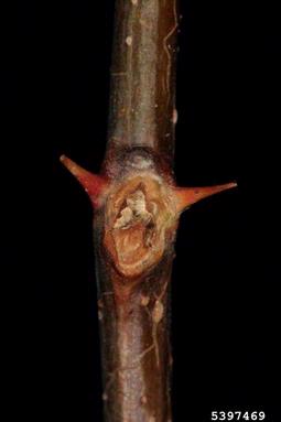bristly locust, Robinia hispida  (Fabales: Fabaceae (Leguminosae)) - 5397469