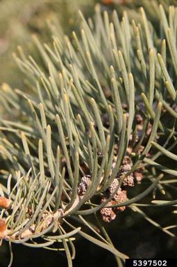 white fir, Abies concolor  (Pinales: Pinaceae) - 5397502