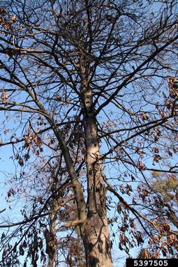 shagbark hickory, Carya ovata  (Juglandales: Juglandaceae) - 5397505
