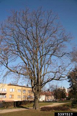 tree-of-heaven, Ailanthus altissima  (Sapindales: Simaroubaceae) - 5397517