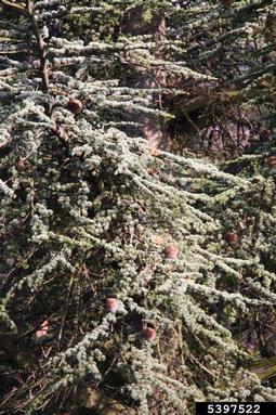 Atlas cedar, Cedrus atlantica  (Pinales: Pinaceae) - 5397522