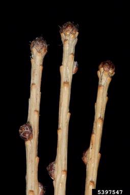 European larch, Larix decidua  (Pinales: Pinaceae) - 5397547