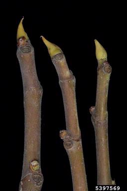 edible fig, Ficus carica  (Urticales: Moraceae) - 5397569