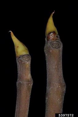 edible fig, Ficus carica  (Urticales: Moraceae) - 5397572