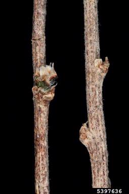 bladder senna, Colutea arborescens  (Fabales: Fabaceae (Leguminosae)) - 5397636