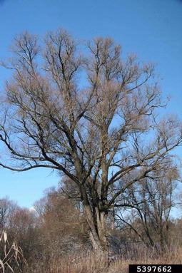 white willow, Salix alba  (Salicales: Salicaceae) - 5397662