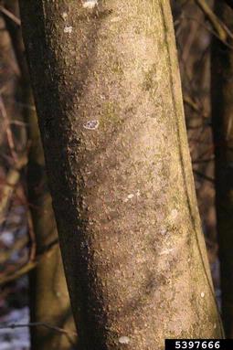 gray alder, Alnus incana  (Fagales: Betulaceae) - 5397666