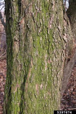 hedge maple, Acer campestre  (Sapindales: Aceraceae) - 5397674