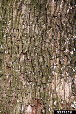 hedge maple, Acer campestre  (Sapindales: Aceraceae) - 5397676
