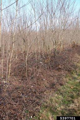 European blackberry, Rubus fruticosus  (Rosales: Rosaceae) - 5397701