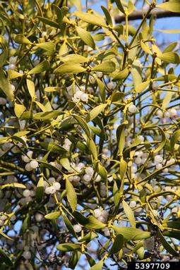 mistletoe (Viscum album ssp. album) on English hawthorn (Crataegus monogyna ) - 5397709