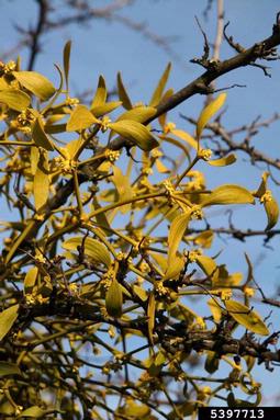 mistletoe (Viscum album ssp. album) on English hawthorn (Crataegus monogyna ) - 5397713