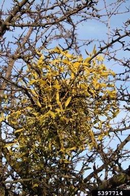 mistletoe (Viscum album ssp. album) on English hawthorn (Crataegus monogyna ) - 5397714