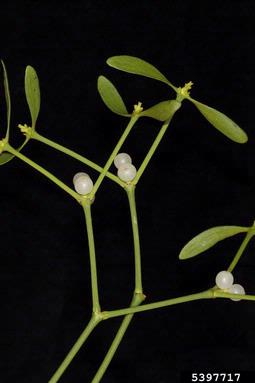 European mistletoe variety, Viscum album ssp. austriacum (Santalales: Viscaceae) - 5397717