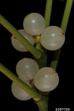European mistletoe variety, Viscum album ssp. austriacum (Santalales: Viscaceae) - 5397720