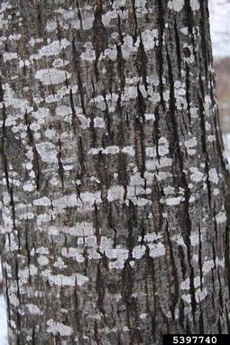 goat willow, Salix caprea  (Salicales: Salicaceae) - 5397740