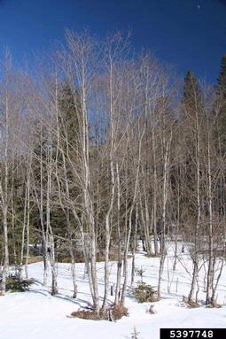 gray alder, Alnus incana  (Fagales: Betulaceae) - 5397748