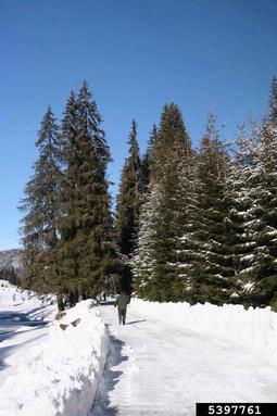 Norway spruce, Picea abies  (Pinales: Pinaceae) - 5397761