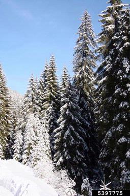 Norway spruce, Picea abies  (Pinales: Pinaceae) - 5397775