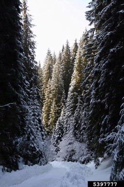 Norway spruce, Picea abies  (Pinales: Pinaceae) - 5397777