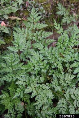 wild chervil, Anthriscus sylvestris  (Apiales: Apiaceae) - 5397825