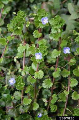 wayside speedwell, Veronica polita  (Scrophulariales: Scrophulariaceae) - 5397830