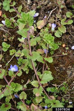 wayside speedwell, Veronica polita  (Scrophulariales: Scrophulariaceae) - 5397836