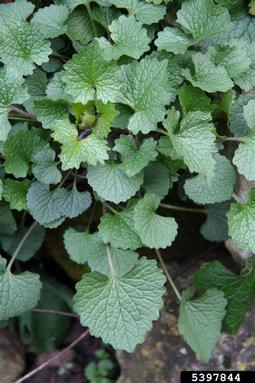 garlic mustard, Alliaria petiolata  (Capparales: Brassicaceae) - 5397844