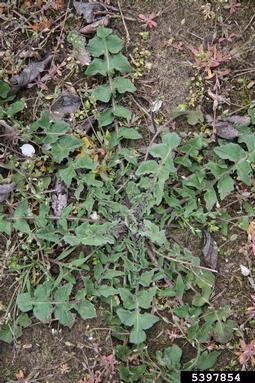 hedge mustard, Sisymbrium officinale  (Capparales: Brassicaceae) - 5397854