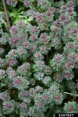 henbit, Lamium amplexicaule  (Lamiales: Lamiaceae) - 5397857