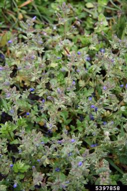 finger speedwell, Veronica triphyllos  (Scrophulariales: Scrophulariaceae) - 5397858