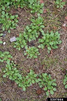 annual fleabane, Erigeron annuus  (Asterales: Asteraceae) - 5397864