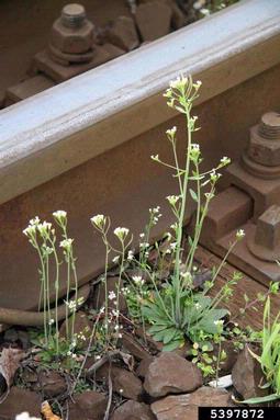 mouse-ear cress, Arabidopsis thaliana  (Capparales: Brassicaceae) - 5397872