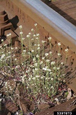 mouse-ear cress, Arabidopsis thaliana  (Capparales: Brassicaceae) - 5397873