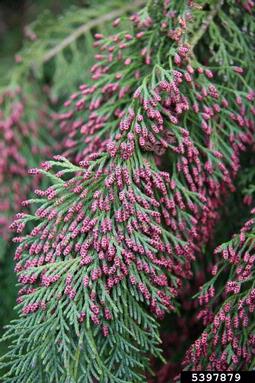 Port Orford cedar, Chamaecyparis lawsoniana  (Pinales: Cupressaceae) - 5397879