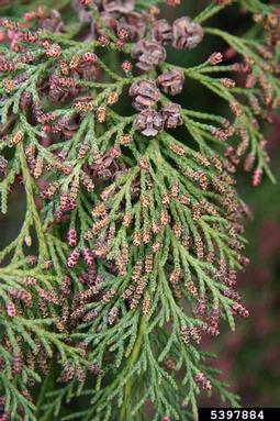 Port Orford cedar, Chamaecyparis lawsoniana  (Pinales: Cupressaceae) - 5397884