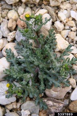 common groundsel, Senecio vulgaris  (Asterales: Asteraceae) - 5397889