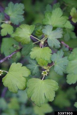 currant, Ribes spp.  (Rosales: Grossulariaceae) - 5397900