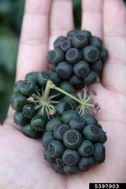 English ivy, Hedera helix  (Apiales: Araliaceae) - 5397903