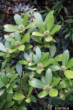 Japanese skimmia, Skimmia japonica  (Sapindales: Rutaceae) - 5397914