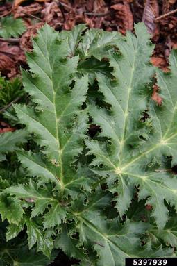giant hogweed, Heracleum mantegazzianum  (Apiales: Apiaceae) - 5397939