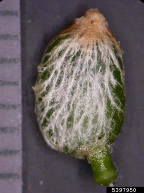 mistletoe, Viscum album ssp. abietis (Santalales: Viscaceae) - 5397950