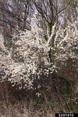 blackthorn, Prunus spinosa  (Rosales: Rosaceae) - 5397970