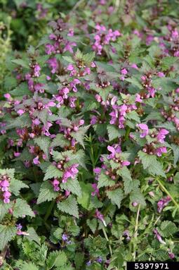 spotted deadnettle, Lamium maculatum  (Lamiales: Lamiaceae) - 5397971