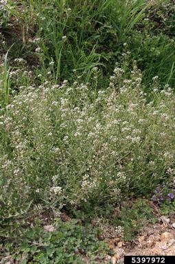 shepherd's-purse, Capsella bursa-pastoris  (Capparales: Brassicaceae) - 5397972