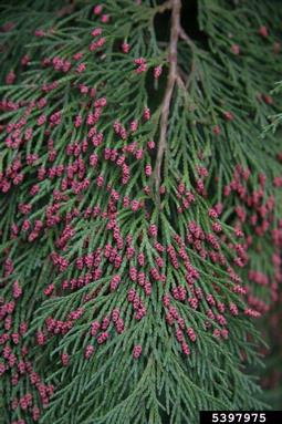Port Orford cedar, Chamaecyparis lawsoniana  (Pinales: Cupressaceae) - 5397975